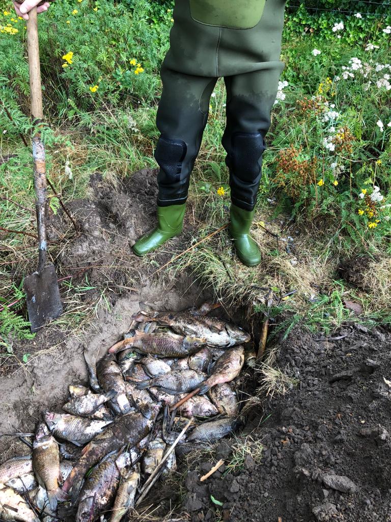 foto vissterfte bluswater